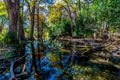 The Crystal Clear Frio River Deep in the Forest. Royalty Free Stock Photo