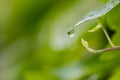 Crystal clear rain drops on a green leaf with lotus effect in a common garden shows healthy environment after rain purity fresh Royalty Free Stock Photo