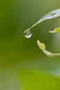 Crystal clear rain drops on a green leaf with lotus effect in a common garden shows healthy environment after rain purity fresh Royalty Free Stock Photo