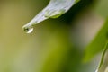 Crystal clear rain drops on a green leaf with lotus effect in a common garden shows healthy environment after rain purity fresh Royalty Free Stock Photo