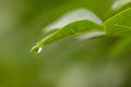 Crystal clear rain drops on a green leaf with lotus effect in a common garden shows healthy environment after rain purity fresh Royalty Free Stock Photo