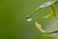 Crystal clear rain drops on a green leaf with lotus effect in a common garden shows healthy environment after rain purity fresh Royalty Free Stock Photo