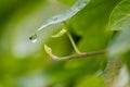 Crystal clear rain drops on a green leaf with lotus effect in a common garden shows healthy environment after rain purity fresh Royalty Free Stock Photo