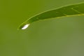 Crystal clear rain drops on a green leaf with lotus effect in a common garden shows healthy environment after rain purity fresh Royalty Free Stock Photo