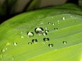 Crystal clear rain drops are on the leaf veins of canna lily. Royalty Free Stock Photo