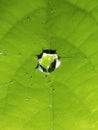 A crystal clear raindrop on the leaf. Raindrop in the spider web.