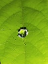 Crystal clear raindrop on the leaf trapped in a spider web.