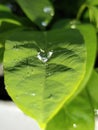 A crystal clear raindrop in the spider web present on the leaf