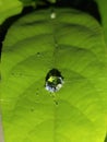 Crystal clear raindrops on the leaf trapped in a spider web.