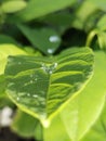 Close up of crystal clear raindrop on the leaf trapped in a spider web.