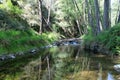 Crystal clear stream in the spring forest Royalty Free Stock Photo