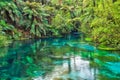 The Crystal Clear Water Of The Blue Spring, Waikato, New Zealand