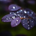 Crystal clear water drop on leaf with blurred background. Royalty Free Stock Photo