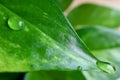 Crystal Clear Water Droplets on the Vibrant Green Leaf, Blurred Background Royalty Free Stock Photo