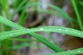 Crystal clear water droplets on the vibrant green leaf in morning sunlight Royalty Free Stock Photo