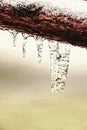 Crystal clear water icicles hand on tree above stream Royalty Free Stock Photo