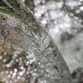 Crystal Clear Water Pours Over Forest Waterfall