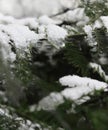 Thawing Snowfall: A coniferous branch with icy snow