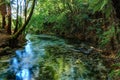The Crystal Clear Waters of Hamurana Springs, NZ