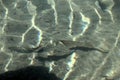 Ripples and passing fish on the Caumasee, Grisons in Switzerland