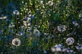 Crystal dandelions Royalty Free Stock Photo