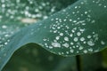 dew on lotus leaf