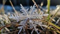 Crystal frost on coniferous tree branch in winter forest beauty generated by AI