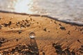 A crystal or glass ball on the sandy seashore in the sunset.