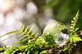 crystal globe glass resting on moss stone with sunshine in nature forset. eco environment concept