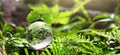 crystal globe glass resting on stone with green leaf and sunshine in nature forset. eco  environment concept Royalty Free Stock Photo