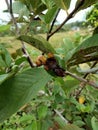 crystal guava fruit