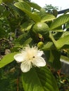 Crystal guava flower