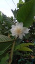 The crystal guava flowers that were blooming were approached by beetles