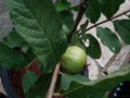 Crystal guava grows healthily in the yard