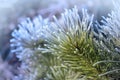 Crystal hoarfrost on fir tree. Frost covered spruce branches. Snow winter background. Nature forest light landscape Royalty Free Stock Photo