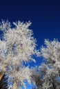 Crystal hoarfrost on trees on cold winter morning in the western USA