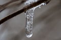 Crystal icicle hanging from a branch