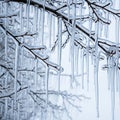 Crystal Icicles Hanging from Icy Branches Royalty Free Stock Photo