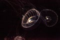 Crystal jellyfish Aequorea victoria is a bioluminescent hydrozoan jellyfish