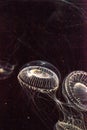 Crystal jellyfish Aequorea victoria is a bioluminescent hydrozoan jellyfish