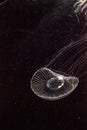 Crystal jellyfish Aequorea victoria is a bioluminescent hydrozoan jellyfish