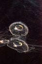 Crystal jellyfish Aequorea victoria is a bioluminescent hydrozoan jellyfish Royalty Free Stock Photo