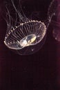 Crystal jellyfish Aequorea victoria is a bioluminescent hydrozoan jellyfish