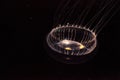 Crystal jellyfish Aequorea victoria is a bioluminescent hydrozoan jellyfish