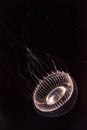 Crystal jellyfish Aequorea victoria is a bioluminescent hydrozoan jellyfish