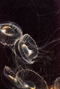 Crystal jellyfish Aequorea victoria is a bioluminescent hydrozoan jellyfish Royalty Free Stock Photo