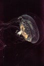 Crystal jellyfish Aequorea victoria is a bioluminescent hydrozoan jellyfish Royalty Free Stock Photo