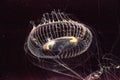 Crystal jellyfish Aequorea victoria is a bioluminescent hydrozoan jellyfish