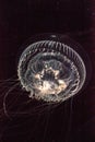 Crystal jellyfish Aequorea victoria is a bioluminescent hydrozoan jellyfish