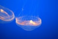 Crystal Jellyfish, Aequorea victoria, Monterey Aquarium, USA Royalty Free Stock Photo